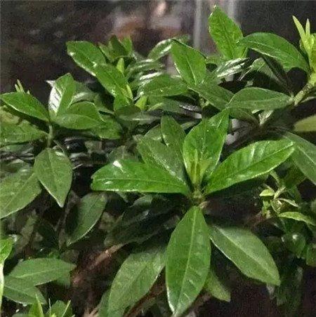 如何避免栀子花黄叶