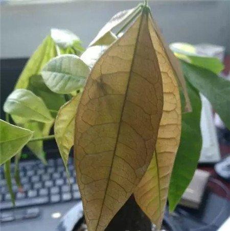 发财树 发财树