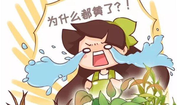绿萝文竹这么养，想发黄，都难!