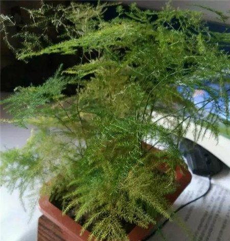 文竹 文竹