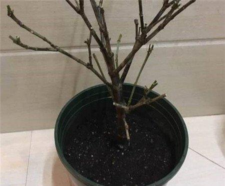 栀子花 栀子花