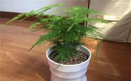 合理的浇水很必要 合理的浇水很必要