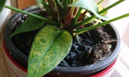 粉掌叶子发黄——光照温度不适 粉掌叶子发黄——光照温度不适