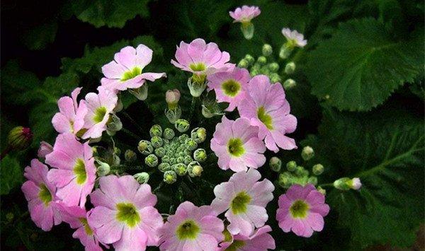 四季樱草的花期控制