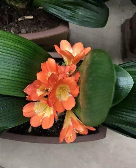 开花前
