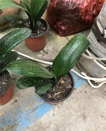 生长期施肥 生长期施肥
