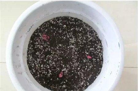 放入种球 放入种球