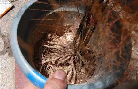 植株 植株
