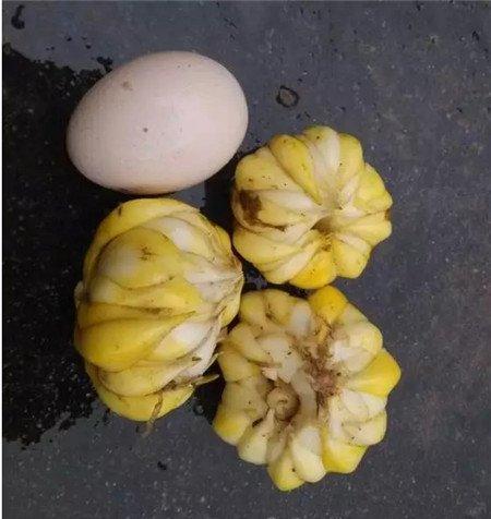 百合花的分球 百合花的分球