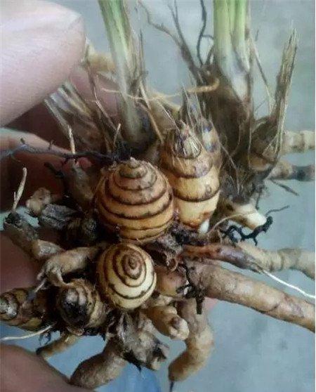 兰花 兰花
