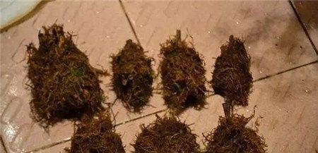 植料包裹住芦头 植料包裹住芦头