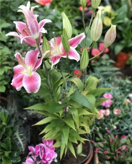 百合发芽 百合发芽
