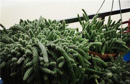 开花需要控制密度