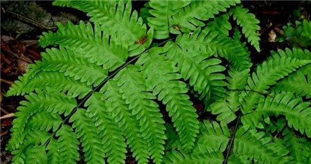 凤尾蕨