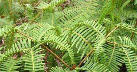 中华金粉蕨
