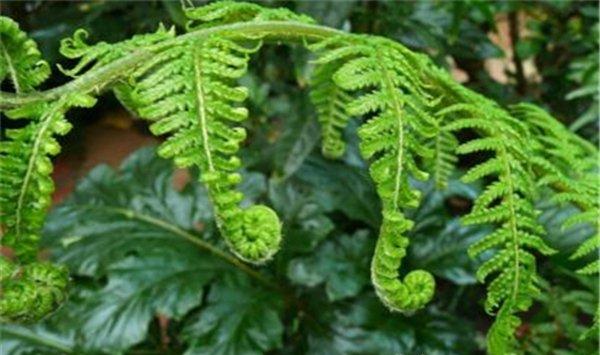 观赏蕨类植物都有哪些