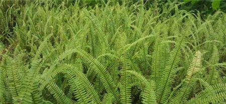 肾蕨生长的湿度要求