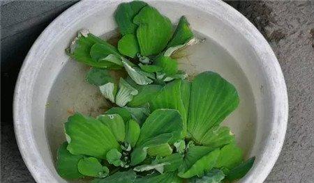 芙蓉连 芙蓉连