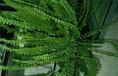 肾蕨的组织繁殖法
