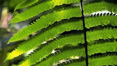 蕨类的夏季病害