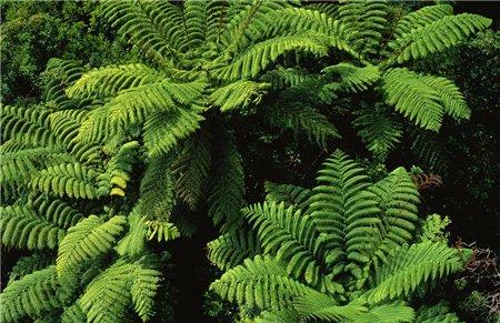 蕨类的湿度控制