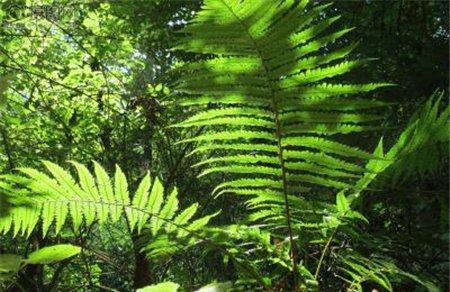 蕨类的浇水时间