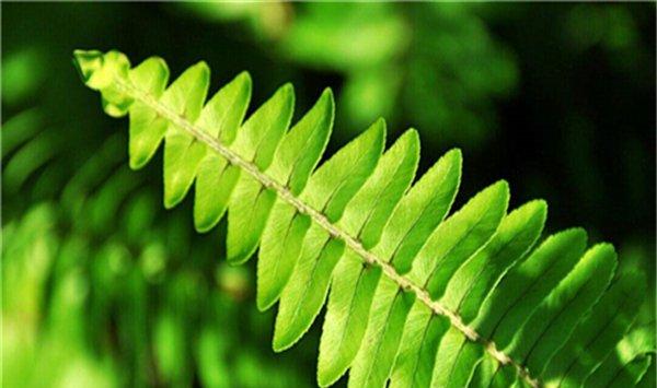 蕨类植物夏天怎么养