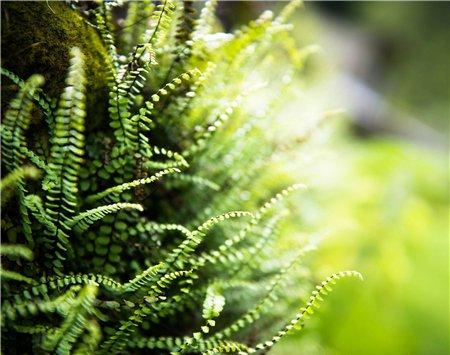 蕨类的光照控制