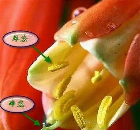 君子兰花 君子兰花
