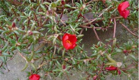 自花授粉 自花授粉