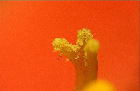 授粉后的雌蕊 授粉后的雌蕊