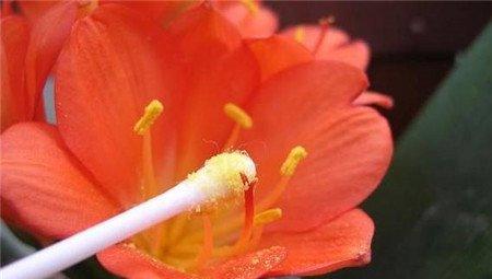 花粉抹在雌蕊上 花粉抹在雌蕊上