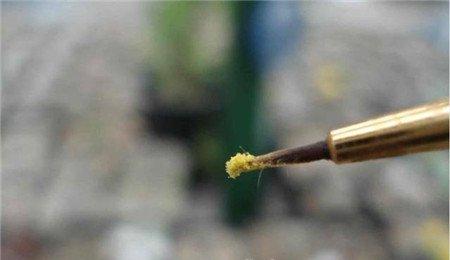 沾取一定的花粉 沾取一定的花粉