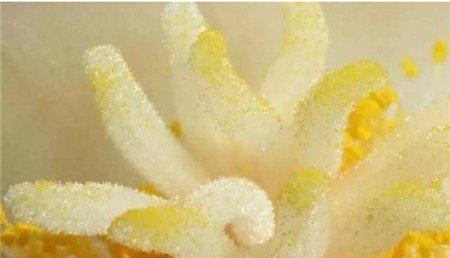 授粉后的雌蕊 授粉后的雌蕊