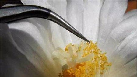 花粉沾到雌蕊上 花粉沾到雌蕊上
