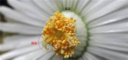 生石花 生石花