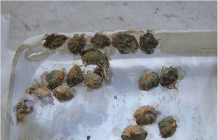 种荚 种荚
