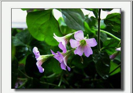四季樱草的植株