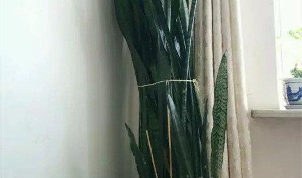 花养到戳屋顶爬满墙，全靠这几招，不外传