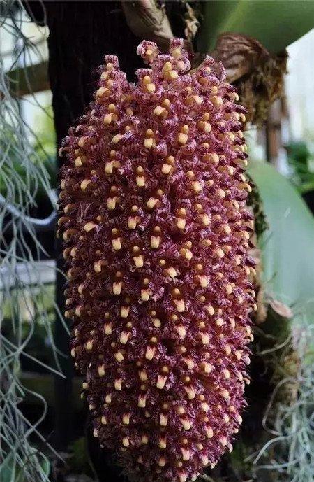 兰花 兰花