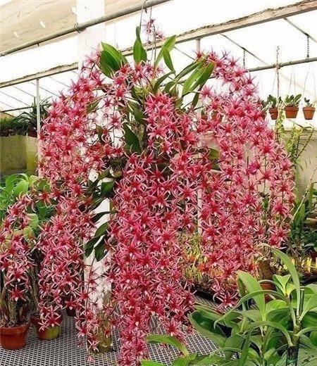 兰花