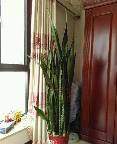 虎皮兰 虎皮兰