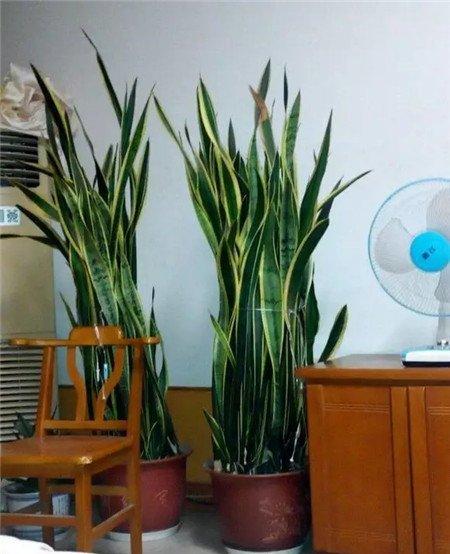 虎皮兰 虎皮兰