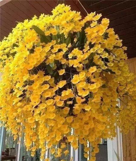 兰花 兰花