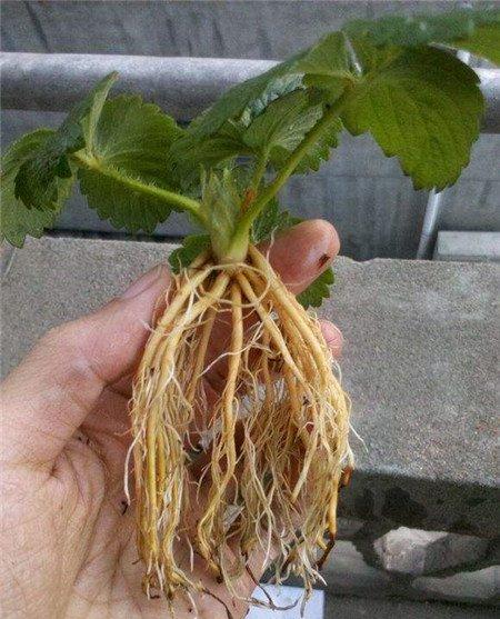 草莓