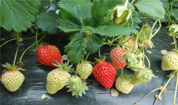草莓水培种植方法