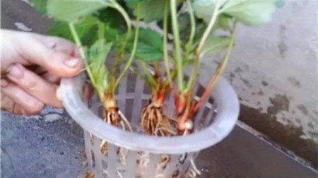 草莓