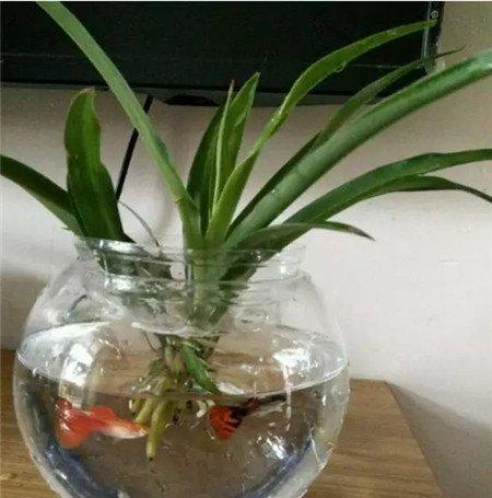 小药片 小药片