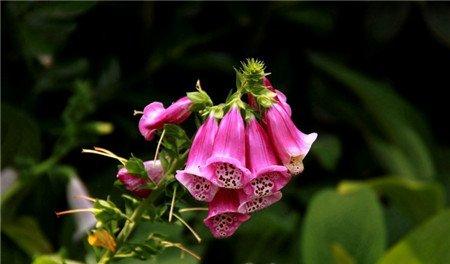 洋地黄开花的温度 洋地黄开花的温度