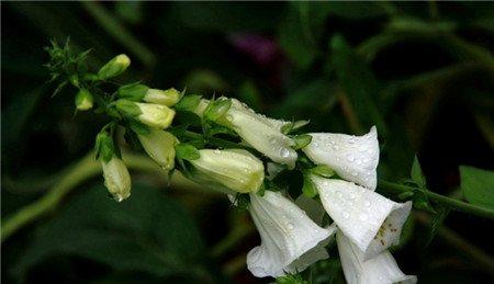 洋地黄开花的光照 洋地黄开花的光照